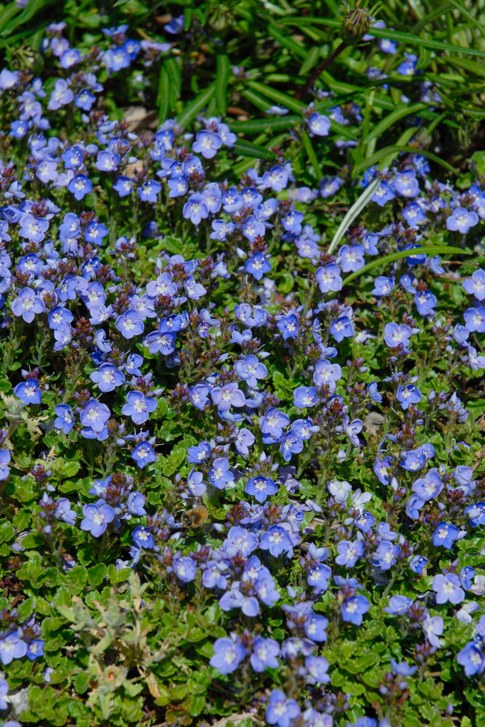 Crystal River Veronica